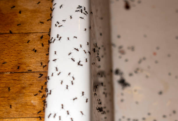 Best Exterminator Services  in Six Mile Run, NJ