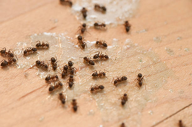Best Mosquito Control Services  in Six Mile Run, NJ