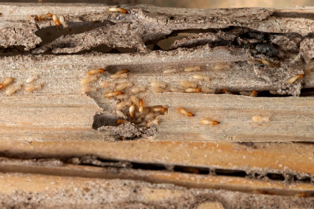 Best Insect Control  in Six Mile Run, NJ
